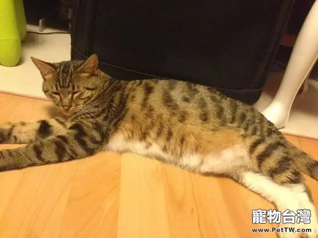 貓奴必須關注的幾件事之貓咪肥胖 貓奴必須關注的幾件事之貓咪肥胖