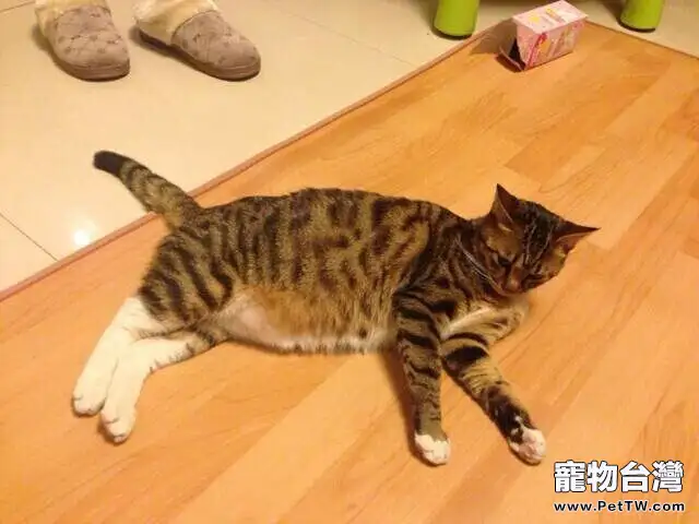 貓奴必須關注的幾件事之貓咪肥胖(共6張圖片)-寵物台灣