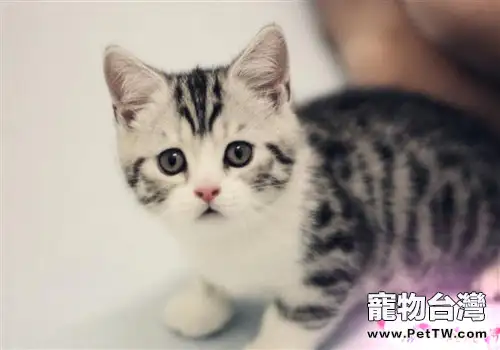 如何減少家中貓咪異味（1圖）-寵物台灣