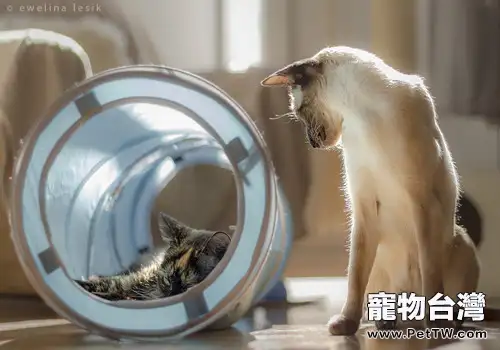 短毛貓的洗澡方法