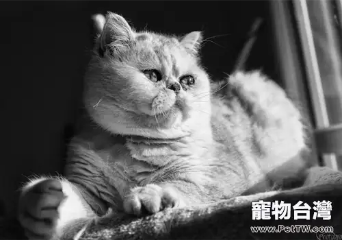 給貓咪室內生活是最好的（1圖）-寵物台灣