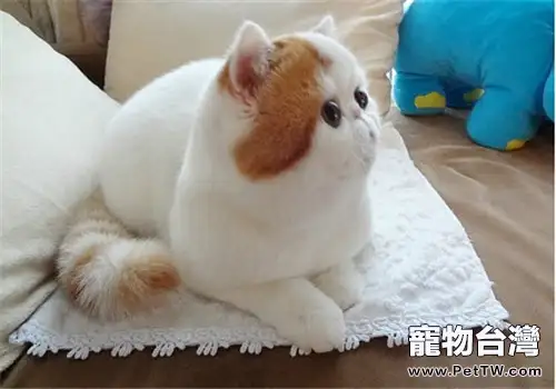 貓咪多涎症的症狀及治療(1圖)-寵物台灣