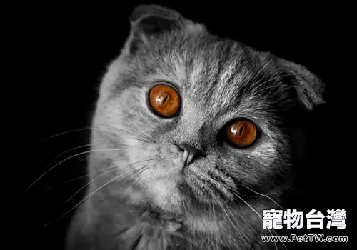 貓咪打疫苗並不那麼簡單（1圖）-寵物台灣
