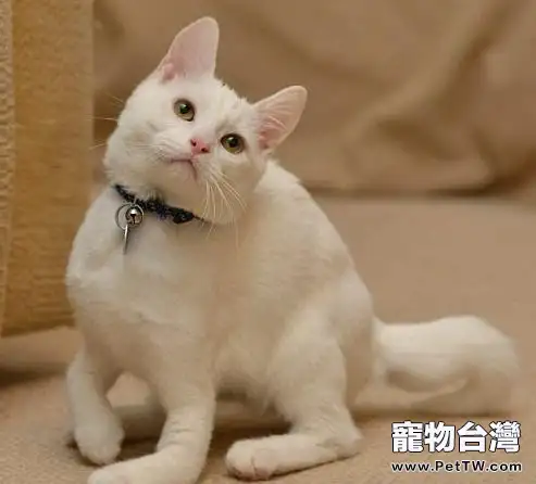 如何讓貓咪學會接食物(1圖)-寵物台灣