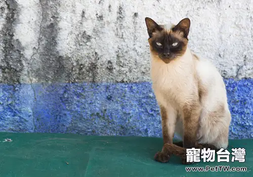 貓咪的日常護理 (1圖)-寵物台灣