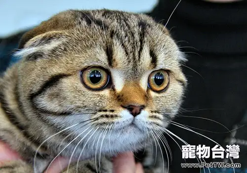 怎麼檢查貓咪的眼睛 