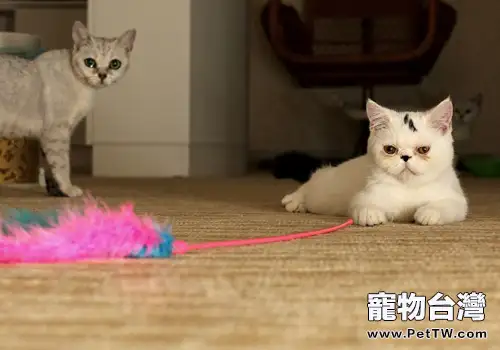 貓咪腳墊脫皮怎麼回事（1圖）-寵物台灣