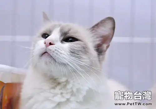 貓咪經常嘔吐怎麼回事(1圖)-寵物台灣