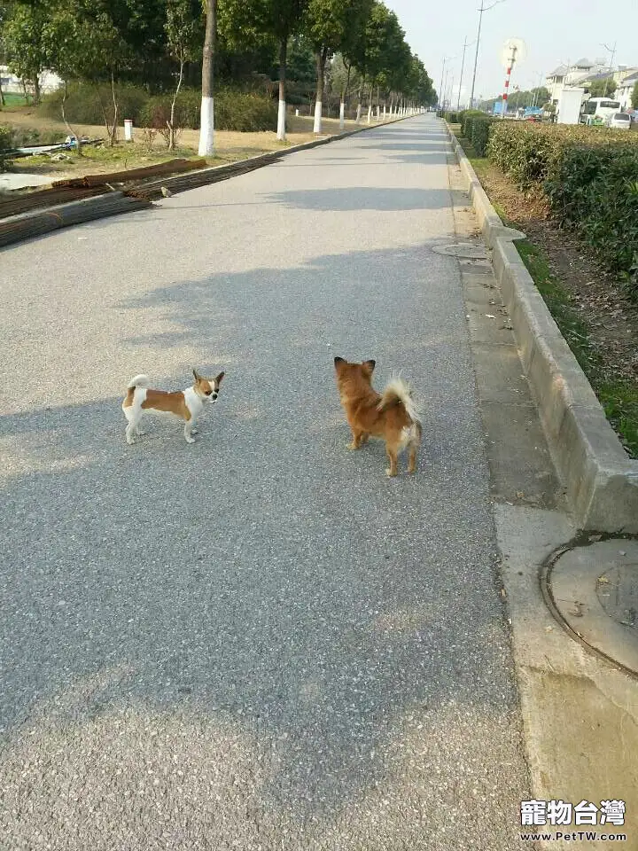 貓狗大戰之欺負狗狗的貓咪？