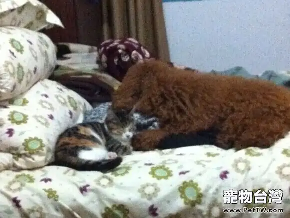 貓狗大戰之欺負狗狗的貓咪？