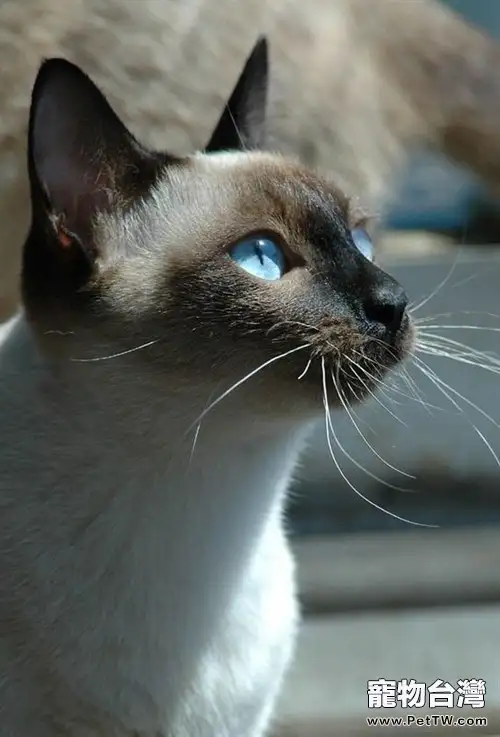 暹羅貓最老的貓種介紹