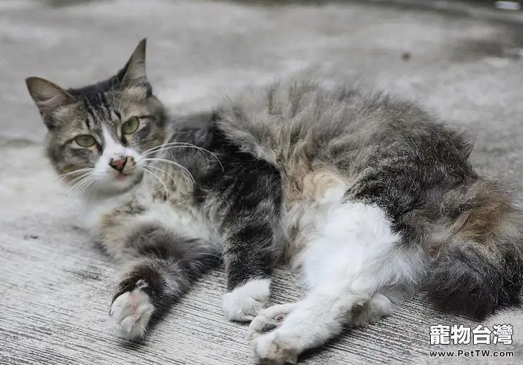 給產後母貓進行催乳的辦法