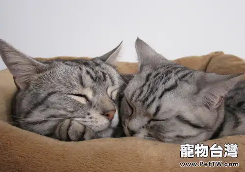 貓咪牙齒健康勿忽視