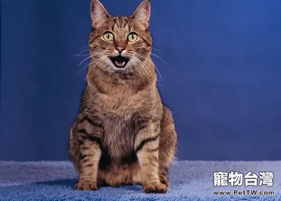 貓絕育後為什麼還會發情(1圖)-寵物台灣