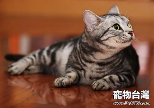 一隻貓需要貓爬架嗎(1圖)-寵物台灣