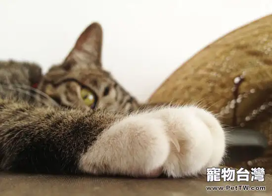 貓咪為什麼喜歡磨爪(1圖)-寵物台灣