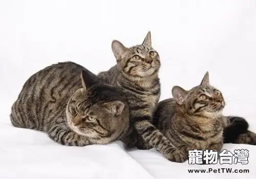流浪幼貓初入門的注意事項