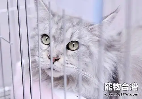 如何訓練貓咪和幼犬相處(1圖)-寵物台灣
