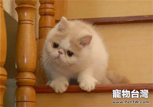 如何安慰焦慮的貓咪（1圖）-寵物台灣