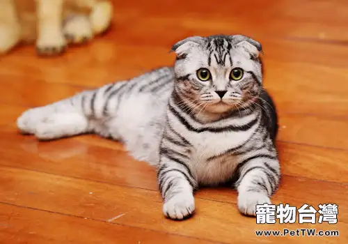 貓咪是非常任性的動物(1圖)-寵物台灣