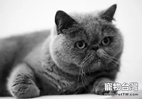貓咪臨產前的徵兆（1圖）-寵物台灣