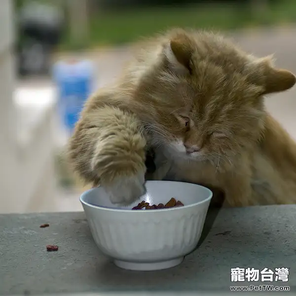 為貓咪挑選食具的方法