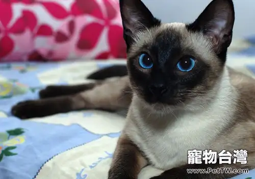 如何不讓貓咪認生(1圖)-寵物台灣