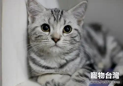 如何訓練貓不上床(1圖)-寵物台灣