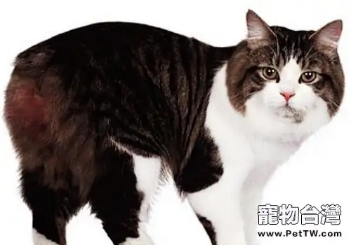 如何替貓咪減肥