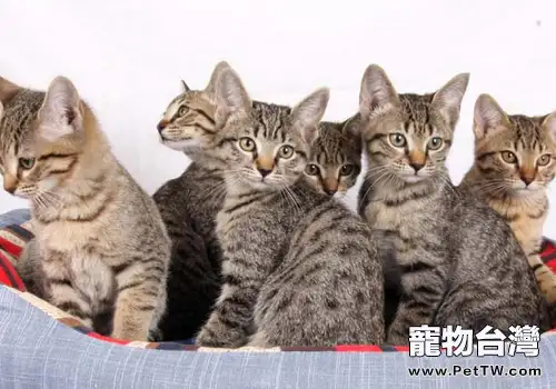 養貓對家具有什麼要求