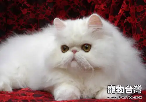 適合老人飼養的貓咪波斯貓