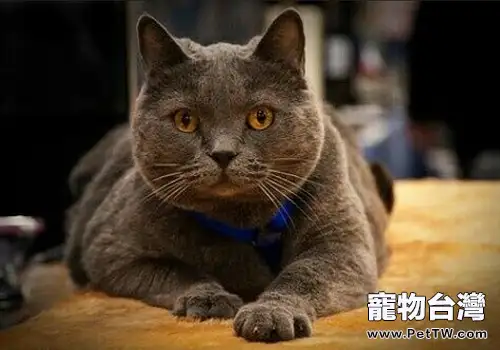 如何防止貓咪亂抓傢俱(1圖)-寵物台灣