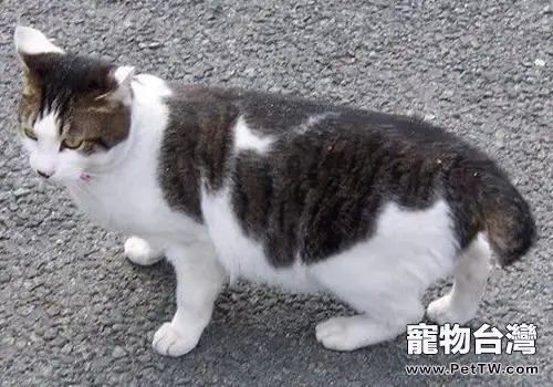 貓咪換牙時需要注意什麼