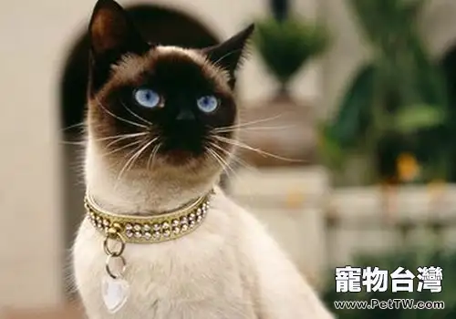 如何照顧老年暹羅貓（1圖）-寵物台灣