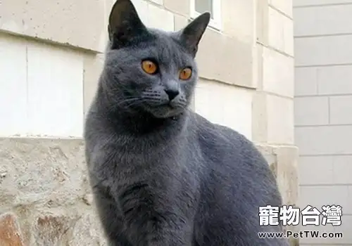 貓咪體溫過低的護理方法(1圖)-寵物台灣