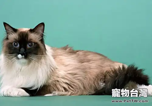 貓咪中暑怎麼辦