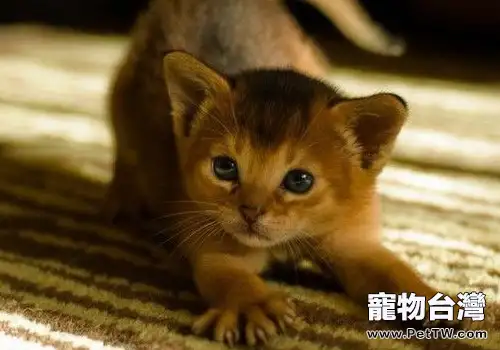 貓咪吃軟食易患牙結石