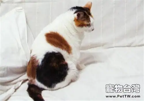 被貓咪咬傷也會感染狂犬病嗎？