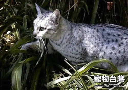 夏天貓咪鼻孔發紅是怎麼回事？