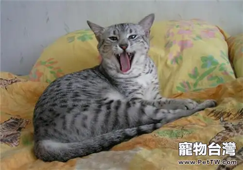貓咪在秋天容易發生哪幾種疾病