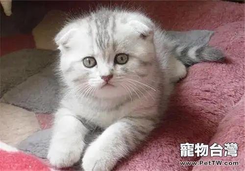 購買貓咪需要注意的事項（1圖）-寵物台灣