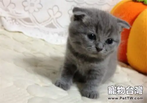 如何照顧腸胃敏感的貓咪