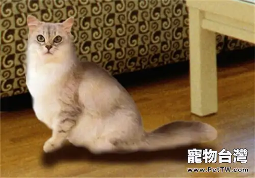 狗貓在輸血前需要進行血液檢驗嗎（1圖）-寵物台灣