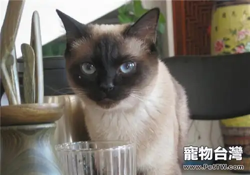 暹羅貓喜歡用什麼方式表達自己的心情