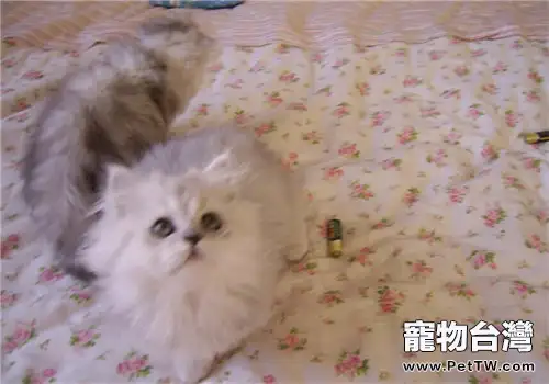 貓薄荷對貓咪有何作用