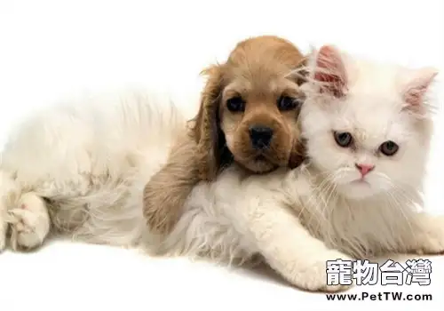 貓咪為什麼喜歡磨爪子