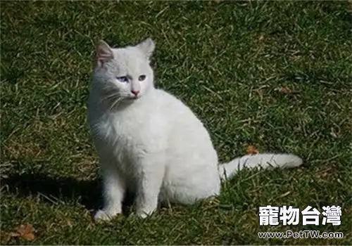 當貓咪信任且喜歡主人時會有哪些表現