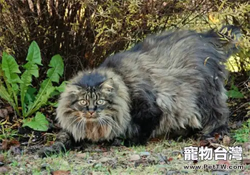 貓咪翻臉的時候會表現出哪些舉動(1圖)-寵物台灣