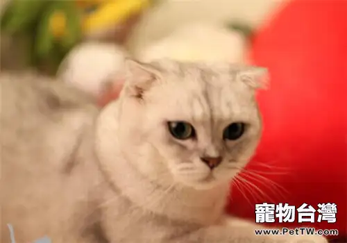 養貓之前請三思