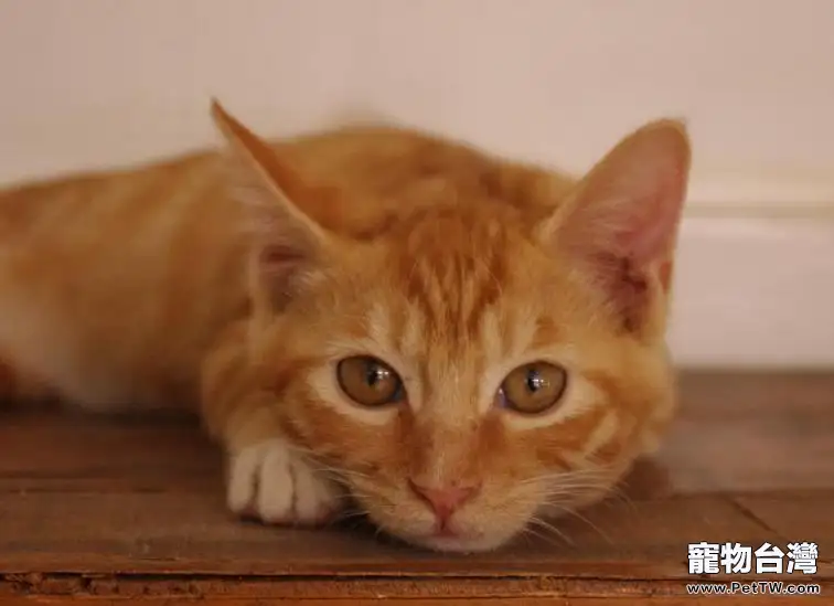 如何與心愛的貓咪親吻(1圖)-寵物台灣
